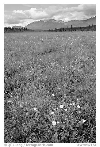 Meadow with tussocks and wildflowers. Wrangell-St Elias National Park, Alaska, USA.