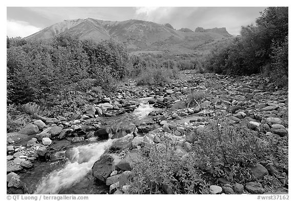 Fireweed, stream and Skookum Volcano. Wrangell-St Elias National Park (black and white)