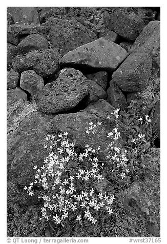 Alpine flowers and volcanic boulders. Wrangell-St Elias National Park, Alaska, USA.