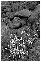 Alpine flowers and volcanic boulders. Wrangell-St Elias National Park, Alaska, USA. (black and white)