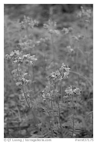 Blue wildflowers. Wrangell-St Elias National Park (black and white)