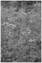 Blue wildflowers. Wrangell-St Elias National Park, Alaska, USA. (black and white)