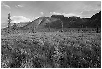 Meadow and Skokum Volcano. Wrangell-St Elias National Park, Alaska, USA. (black and white)