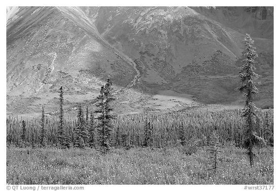 Meadow covered with white wildflowers, and spruce trees. Wrangell-St Elias National Park, Alaska, USA.