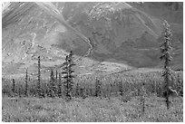 Meadow covered with white wildflowers, and spruce trees. Wrangell-St Elias National Park, Alaska, USA. (black and white)