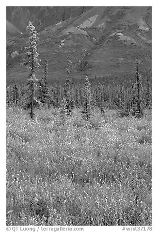 Wildflowers and spruce trees. Wrangell-St Elias National Park, Alaska, USA.