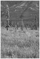 Wildflowers and spruce trees. Wrangell-St Elias National Park ( black and white)