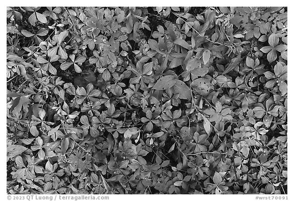 Close up of leaves and red berries. Wrangell-St Elias National Park (black and white)