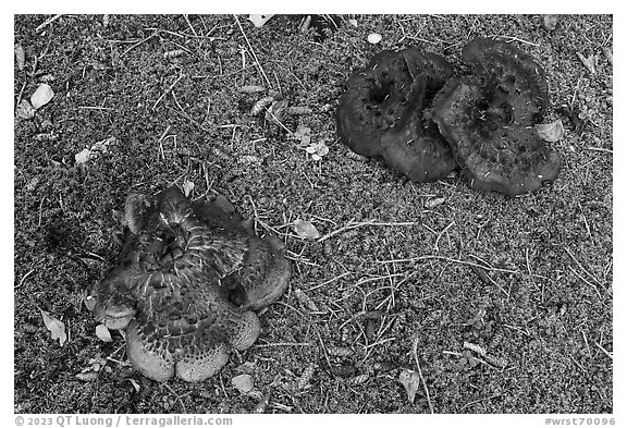 Close up of large mushrooms and moss. Wrangell-St Elias National Park (black and white)