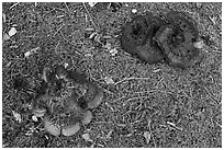 Close up of large mushrooms and moss. Wrangell-St Elias National Park ( black and white)