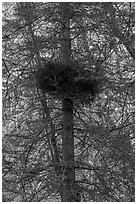 Nest in tree. Wrangell-St Elias National Park ( black and white)