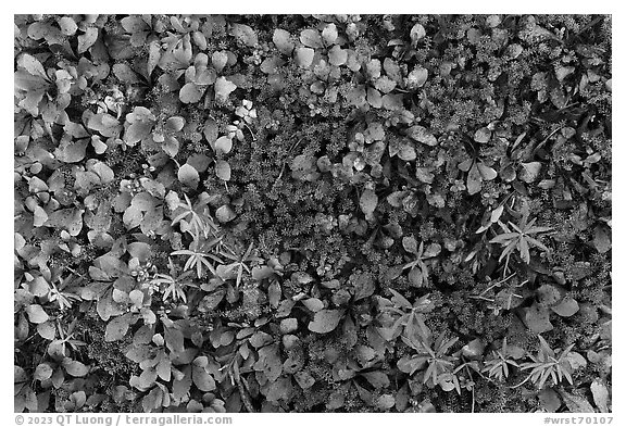 Close-up of red leaves and green plants. Wrangell-St Elias National Park, Alaska, USA.