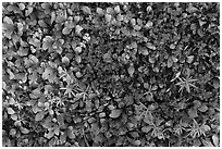 Close-up of red leaves and green plants. Wrangell-St Elias National Park ( black and white)