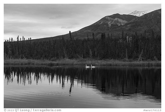 Two swans in lake with reflected mountain. Wrangell-St Elias National Park, Alaska, USA.