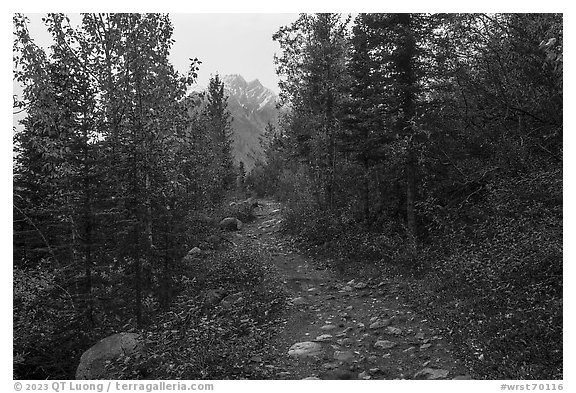 Erie Mine Trail in autumn. Wrangell-St Elias National Park, Alaska, USA.