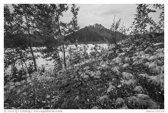 Clematis wispy tendrils at the edge of Root Glacier. Wrangell-St Elias National Park (black and white)