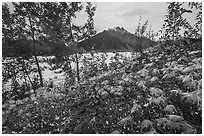 Clematis wispy tendrils at the edge of Root Glacier. Wrangell-St Elias National Park ( black and white)