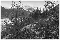 Alpine Clematis, willows, and snowy mountains above Root Glacier. Wrangell-St Elias National Park ( black and white)