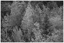 Forest in autumn. Wrangell-St Elias National Park ( black and white)