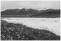 Clematis, Root Glacier, and Wrangell Range mountains. Wrangell-St Elias National Park ( black and white)