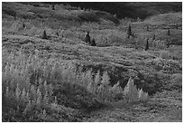 Trees and tundra with fall colors. Wrangell-St Elias National Park ( black and white)