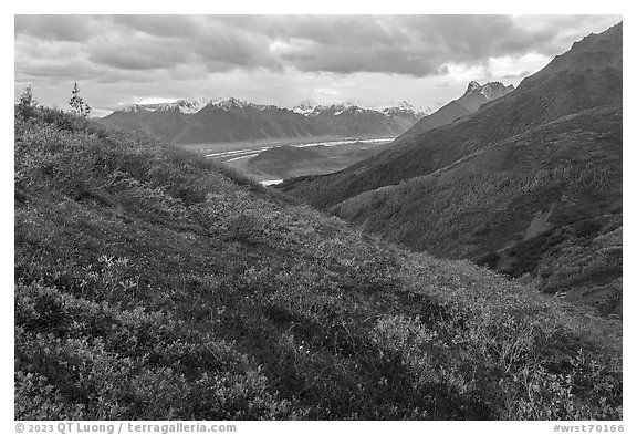 Berry plants in autumn, with Donoho Basin in the background. Wrangell-St Elias National Park (black and white)