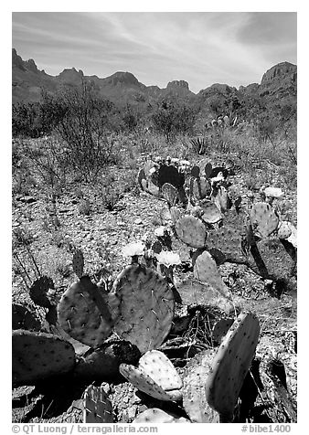 Prickly pear cactus with yellow blooms and Chisos Mountains. Big Bend National Park, Texas, USA.
