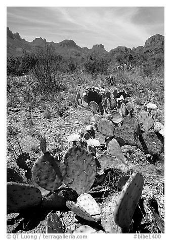 Prickly pear cactus with yellow blooms and Chisos Mountains. Big Bend National Park, Texas, USA.