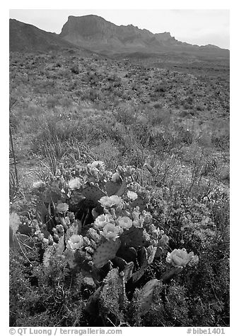 Cactus with multi-colored blooms and Chisos Mountains. Big Bend National Park, Texas, USA.