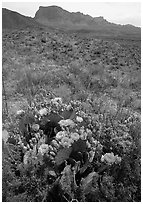 Cactus with multi-colored blooms and Chisos Mountains. Big Bend National Park, Texas, USA. (black and white)