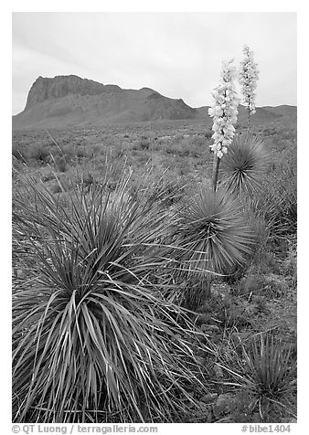 Yucas in bloom. Big Bend National Park (black and white)