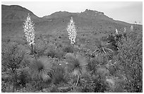 Yucas in bloom. Big Bend National Park ( black and white)