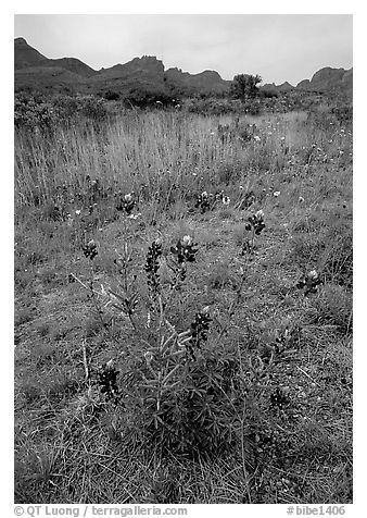Desert flowers and Chisos Mountains. Big Bend National Park (black and white)