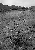 Desert flowers and Chisos Mountains. Big Bend National Park ( black and white)