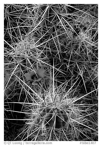 Engelmann Hedgehog cactus in bloom. Big Bend National Park, Texas, USA.