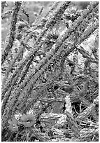 Occatillo and beavertail cactus in bloom. Big Bend National Park, Texas, USA. (black and white)