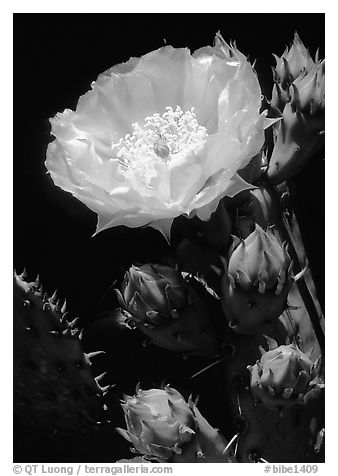 Pickly pear cactus flower. Big Bend National Park, Texas, USA.