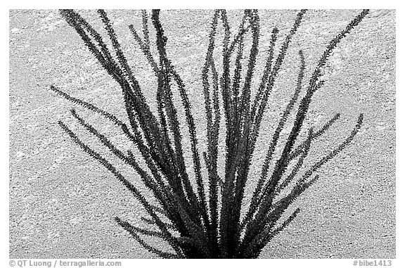 Occatillo and tuff. Big Bend National Park (black and white)