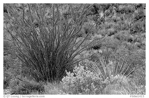 Purple flowers and occatillo. Big Bend National Park (black and white)