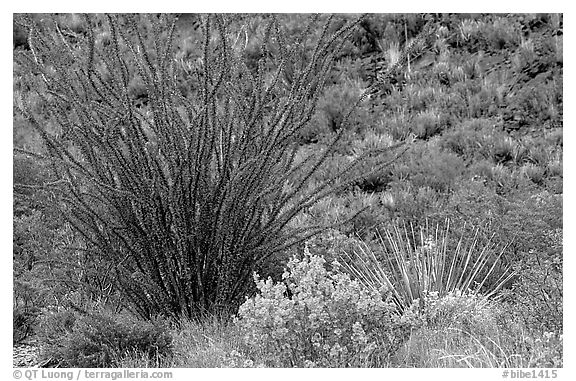 Purple flowers and occatillo. Big Bend National Park, Texas, USA.