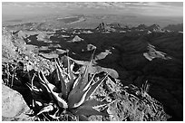 Agaves on South Rim, evening. Big Bend National Park, Texas, USA. (black and white)