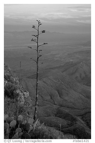 Agave stilt on South Rim, sunset. Big Bend National Park (black and white)