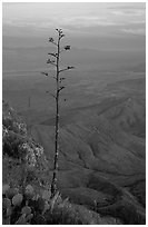 Agave stilt on South Rim, sunset. Big Bend National Park, Texas, USA. (black and white)