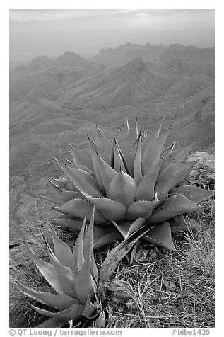 Agaves on South Rim above bare mountains. Big Bend National Park (black and white)