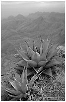Agaves on South Rim above bare mountains. Big Bend National Park, Texas, USA. (black and white)
