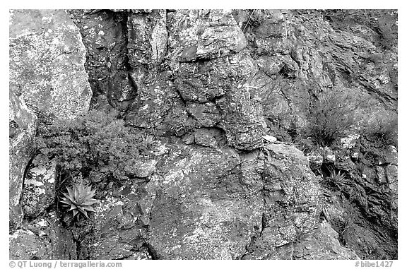 Agave growing on cliff, South Rim. Big Bend National Park, Texas, USA.