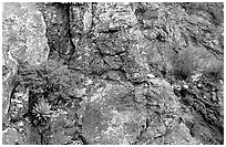 Agave growing on cliff, South Rim. Big Bend National Park, Texas, USA. (black and white)