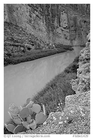 Flowers, cactus, and Rio Grande in Santa Elena Canyon. Big Bend National Park (black and white)