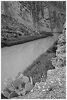 Flowers, cactus, and Rio Grande in Santa Elena Canyon. Big Bend National Park, Texas, USA. (black and white)