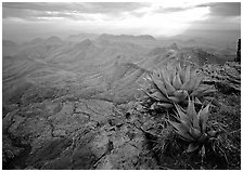 Agave plants overlooking desert mountains from South Rim. Big Bend National Park, Texas, USA. (black and white)